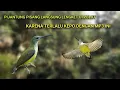 Download Lagu SUARA PIKAT KHUSUS PIJANTUNG PISANG, SUARA PIKAT PIJANTUNG PISANG PALING AMPUH