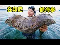 印尼抓巨型海参，一个比腿还粗，爆炒煮粥美味！| 印尼 | 赶海 | 海参 | 龙虾 | 螃蟹 |