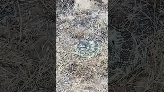 Another Southern Pacific Rattlesnake (Crotalus oreganus helleri) I almost stepped on. #hike #hiking