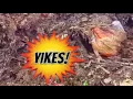Yard Waste Contamination