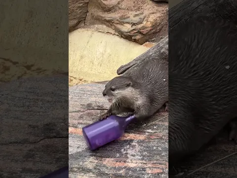 Zoo thik karo!