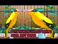 Lagu Burung kepodang emas gacor | Suara kepodang gacor ini bisa di jadikan pancingan kepodang malas bunyi