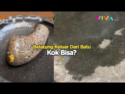 Viral Cobek Batu Keluar Banyak Belatung Ternyata Ini Penyebabnya