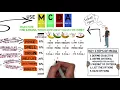 A Short Story about Multiple Criteria Decision Analysis MCDA