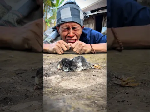 My heart bleeds and tears well up in my eyes watching my mother's pet chick #chickensong