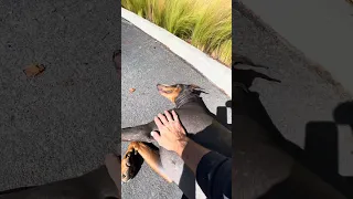 #fyp #dream #youtube #pets #doberman