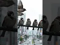 Download Lagu Kehidupan Rahasia Burung Pipit yang Sering Kamu Lihat di Sekitar Rumah #animals #dokumenteralam