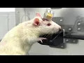 Download Lagu Smarter Than You Think: Amazing Rats Intelligence
