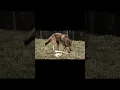Download Lagu 🧬🐺 ¡Vuelven a la vida los “Dire Wolf” o “Lobo Gigante” tras 10 mil años de su extinción!