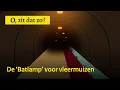 Download Lagu Batlamp: vleermuis vriendelijke verlichting | O, zit dat zo!