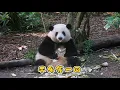 Download Lagu 25.07.10 花花歪着朵朵观察姨姨，她真的是五千年才出的小仙熊呀！