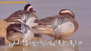 أفضل صوت حذاف أبو دريغ 