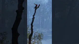 Backyard, Last Tree Video #shorts