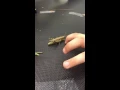 Grasshopper jumping in slow motion