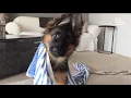 Download Lagu FUNNIEST Viral Dogs EVER!!