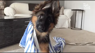 FUNNIEST Viral Dogs EVER