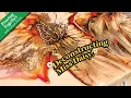 Deconstructing Miss Daisy How To Deconstruct a Bloom Primary Elements Acrylic Pouring