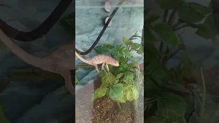Iguana Jumping Iguana In Petco PAK USA VLOGS