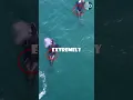 Orcas vs Sharks The Duo That Killed 17 Sharks in Two Hours