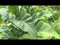 Download Lagu Aomâ thih / Tobacco Farm