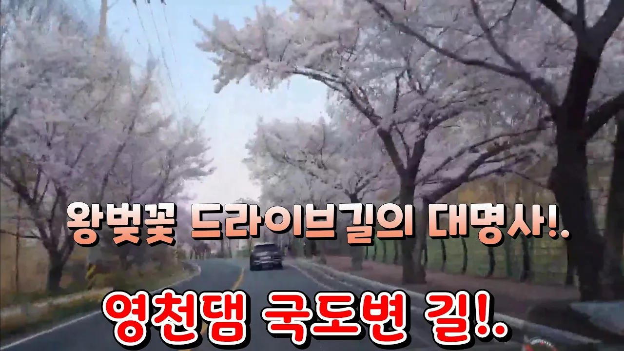#왕벚꽃 드라이브길의 대명사 영천댐 국도변 길!. 썸네일