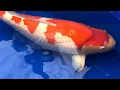 The most expensive koi fish in the world 1 8 million dollar 1 6 million euro 203 000 000 Yen