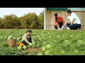 Linda Harvests Watermelons And Persimmons To Sell At The Market — Builds A Chicken Coop, Cooking.