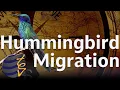 Tiny Migrants Epic Journeys The Science of Hummingbird Migration