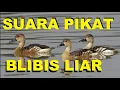 Download Lagu Suara pikat burung belibis paling ampuh untuk mikat burung belibis liar ini suara belibis gacor