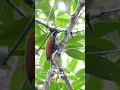 Greater Flameback / Pelatuk tunggir emas #nature #wildlife #wildbirds #burungindonesia #burungliar #