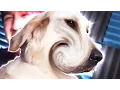 Markiplier s Photobooth Fun w CHICA