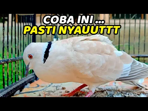 Download MP3 3 DETIK NYAUT !!! SUARA PANCINGAN BURUNG PUTER PELUNG GACOR COCOK UNTUK MASTERAN PUTER MUDA, BAHAN