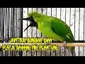 Download Lagu JAMTROK EMOSI Nembak PIJANTUNG Mix PELATUK BAWANG - Cucak Ijo Bongkar Isian Kasar