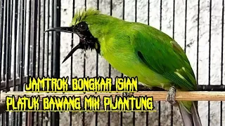 Download JAMTROK EMOSI Nembak PIJANTUNG Mix PELATUK BAWANG - Cucak Ijo Bongkar Isian Kasar MP3