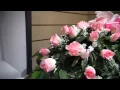 Gain Peace of Mind at Poteet Funeral Home