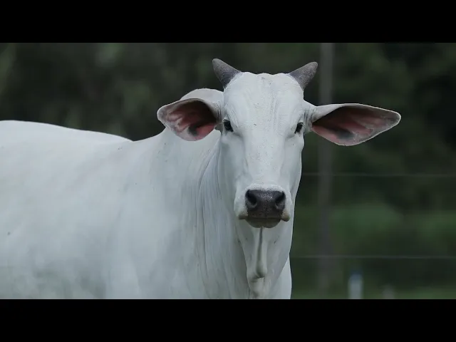 Matriz Nelore CMT - 425