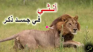 لبؤة بوتسوانا   انثي تتشبه بالذكور ام ذكر بهرمونات لبؤة     قصة اغرب من الخيال دندنها