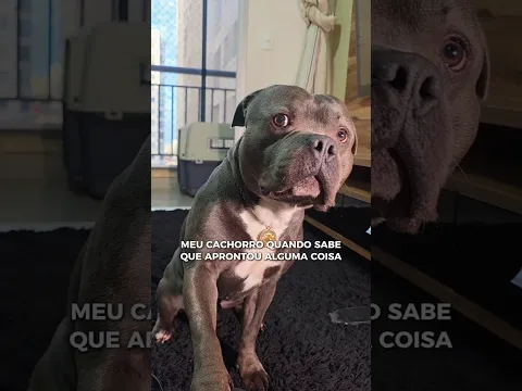 DESTRUIDOR DE CHINELO #dog #meme #pet #cachorro