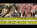 Download Lagu 🔴 BONGKAR ! SPESIAL MURAI GACORAN MATERI HARGA DIBAWAH PASARAN 0838-7553-6945