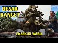 Lagu 🔴 EKSEKUSI 🔥🔥🔥 BONSAI WARU SUPER BESAR Bersama Mr. BonsaiKt Việt