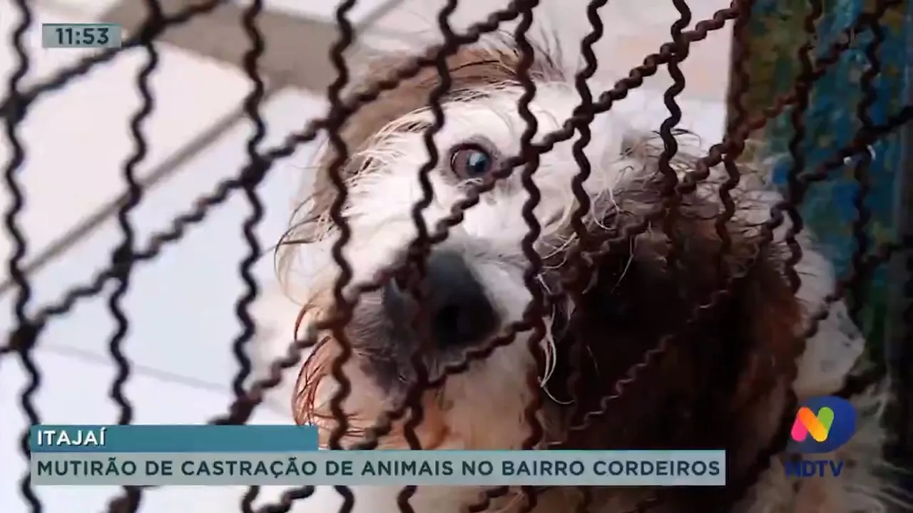 Mutirão de castração de animais no bairro Cordeiros