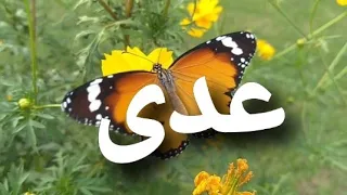 أغنية أسم عدى  عدى دندنها