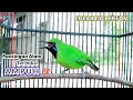 Download Lagu PANCINGAN ALAM CUCAK IJO MINI 💯 TERBUKTI AMPUH BIKIN GACOR