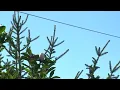 Lake St Louis homeowners in battle over trees