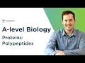Proteins Polypeptides A-level Biology OCR AQA Edexcel