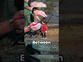 How Stop Motion Animators Move Puppet Eyes