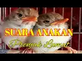 Download Lagu Suara Anakan Prenjak Lumut~Budy Tk.