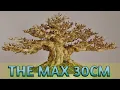 Lagu INSPIRASI BONSAI ANTING PUTRI THE MAX 30CM || ANTINGPUTRI MAME #antingputri #viral
