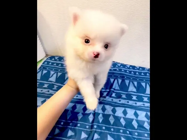 動画