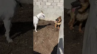 Goat Vs Dog Unexpected Face Off Animal Dog Shorts Funny 